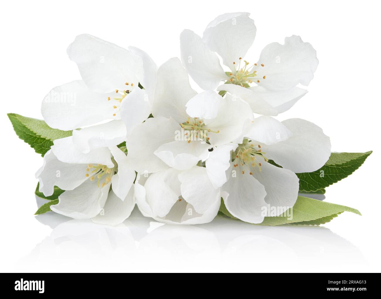 Spring blossoms - Apple tree flowers isolated on white Stock Photo