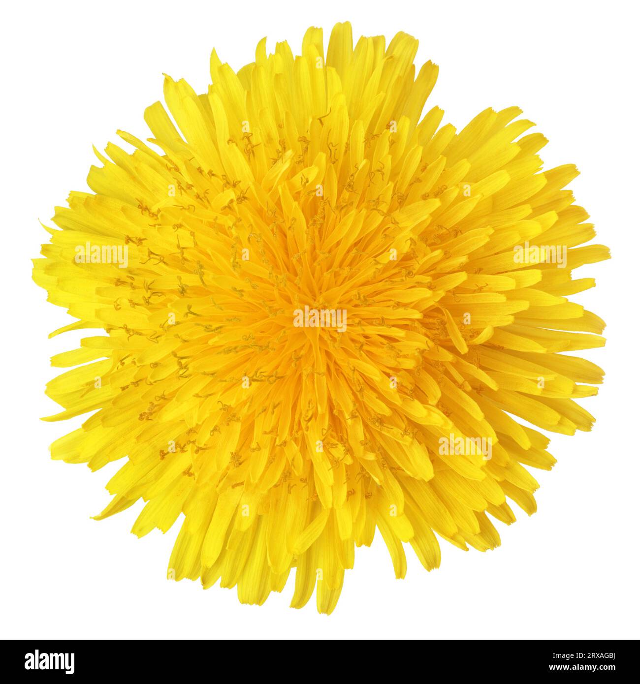 Top view of yellow dandelion flower isolated on white Stock Photo