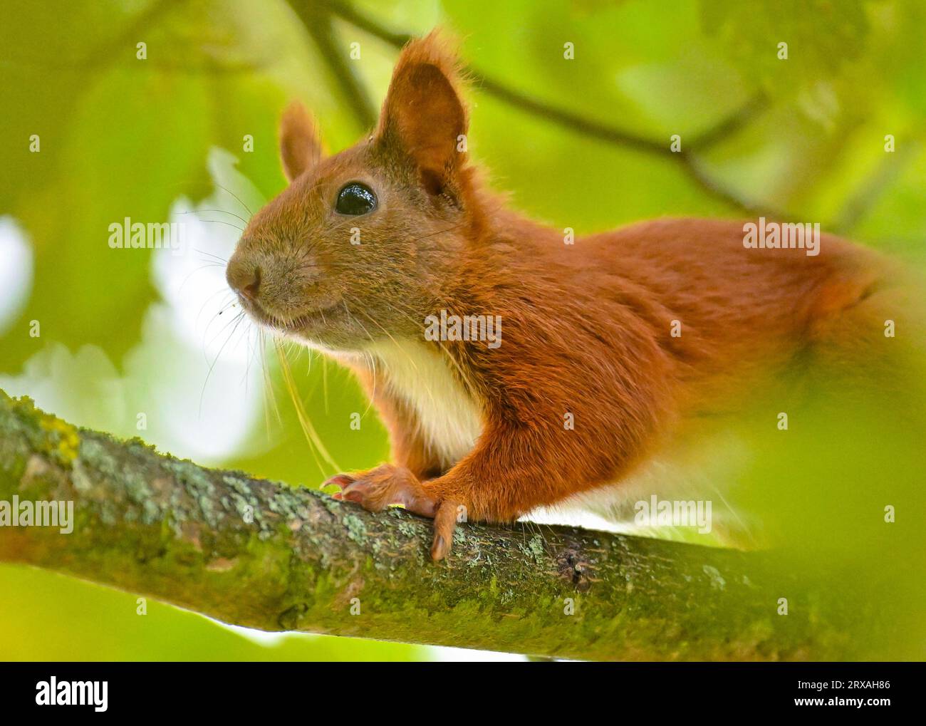 Sieversdorf, Germany. 24th Sep, 2023. A squirrel looks down from a