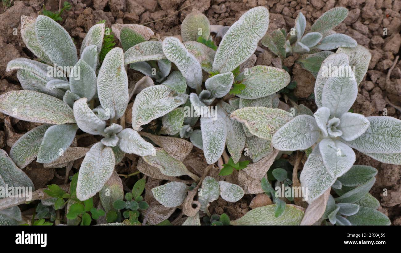 dark thick oval leaves with white fluff on an ornamental garden plant growing in brown dry soil, plant texture of green and white foliage with a pile Stock Photo