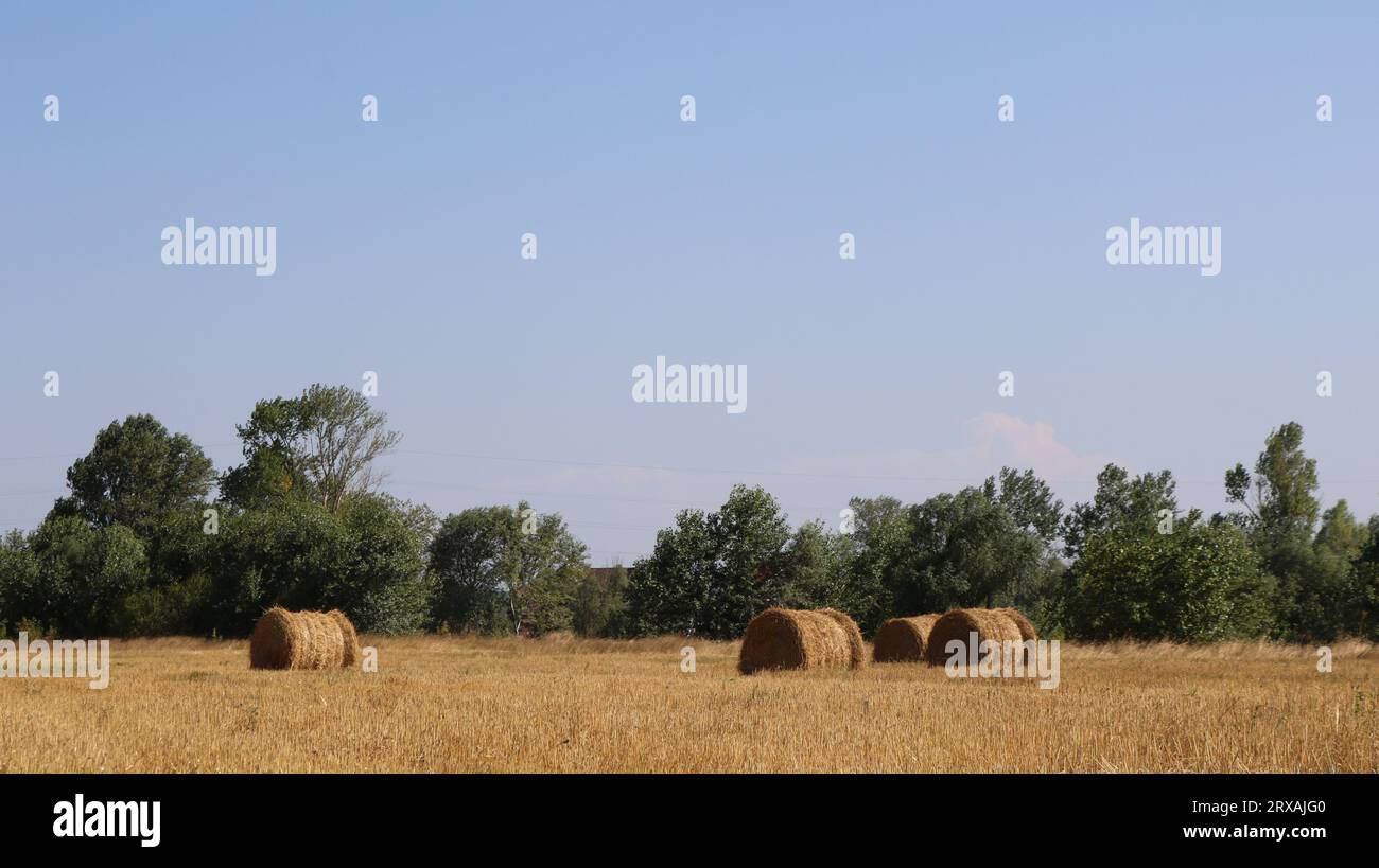 stacks of twisted straw after harvesting on an agricultural field in the autumn season, beautiful rural landscape after harvesting on farm land Stock Photo