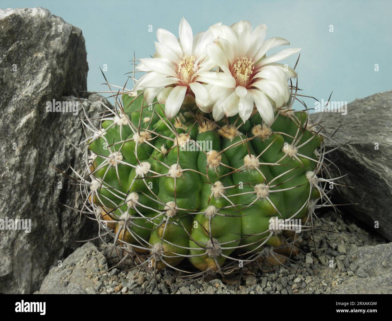 Gymnocalycium bayrianum hi-res stock photography and images - Alamy