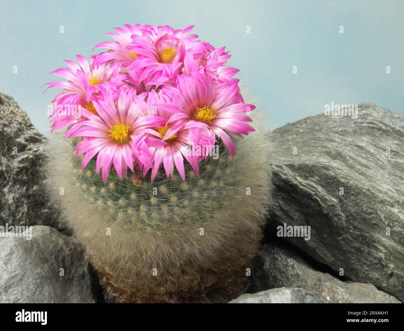 Mammillaria guelzowiana hi-res stock photography and images - Alamy