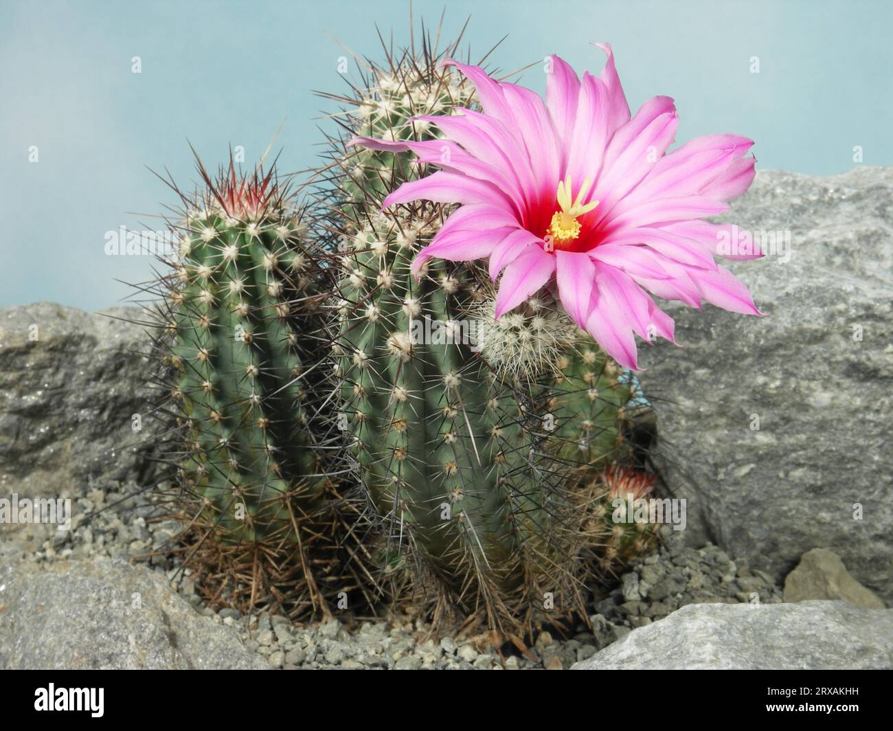 Echinocereus ferreirianus ssp. ferreirianus Stock Photo - Alamy