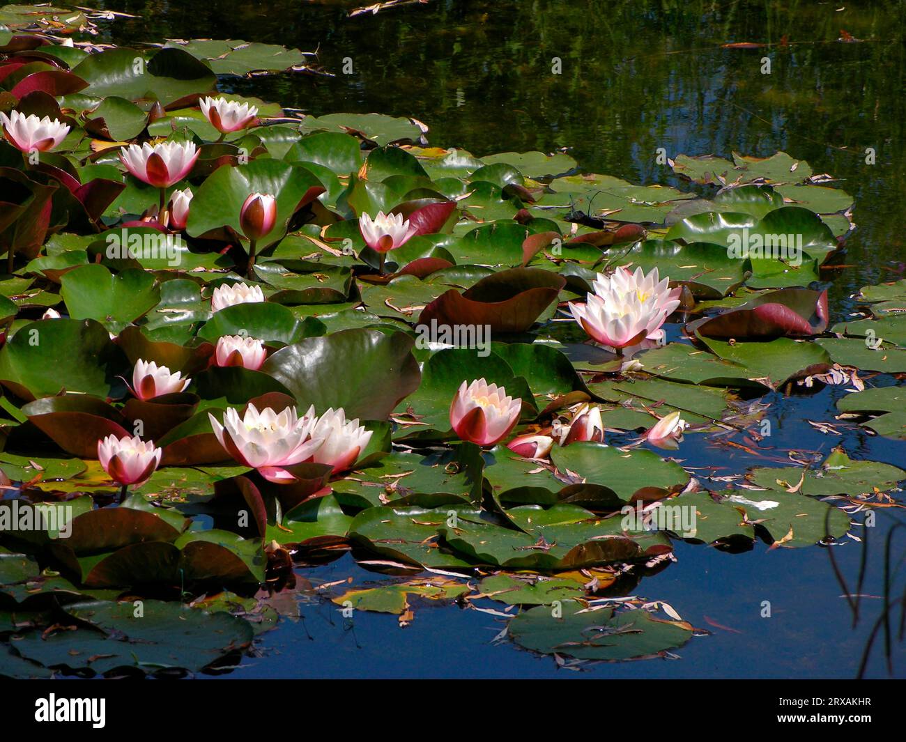 Nymphaea hybrid Gladstoniana biotope, water lily pond, european white water lily (Nymphaea alba) Stock Photo