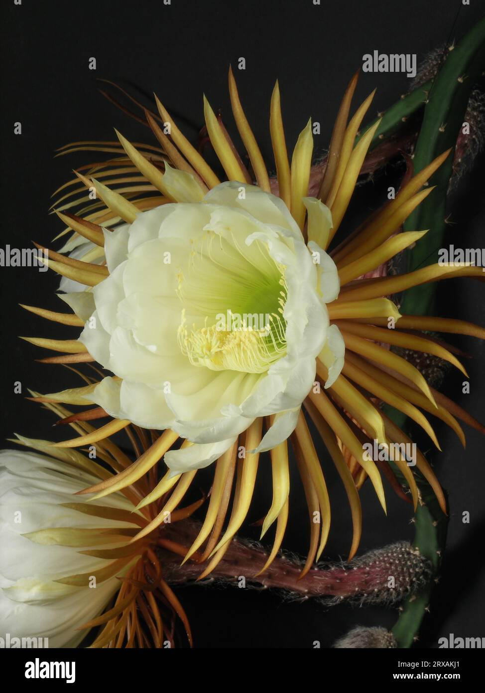 queen-of-the-night-selenicereus-grandiflorus-stock-photo-alamy