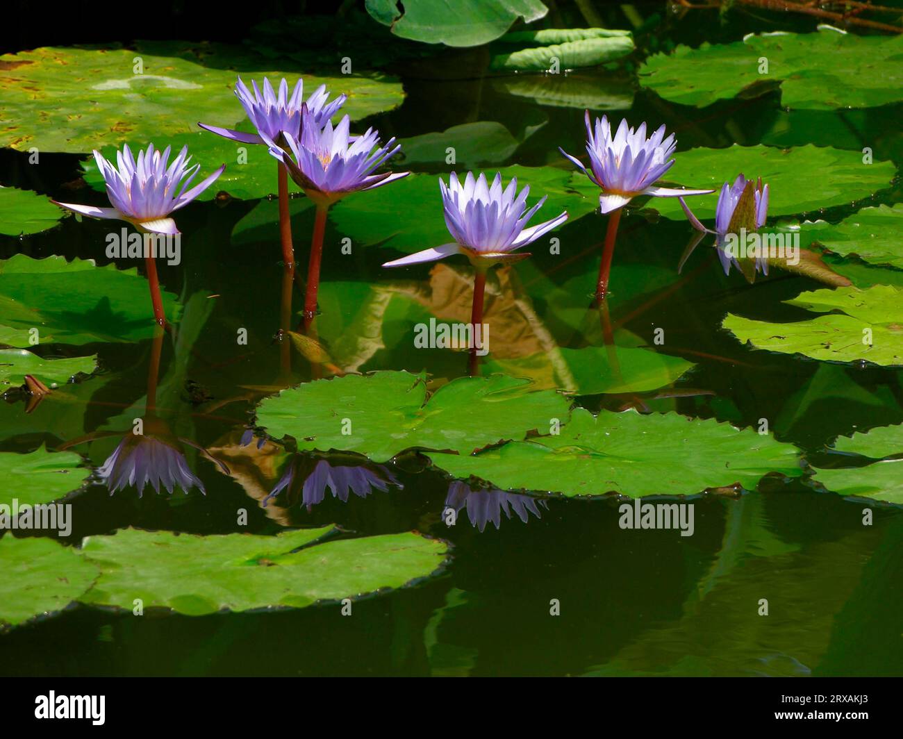 Water Lily, Water Lily Pond Exotic, Nymphaea- Hybrid Blue Beauty Stock Photo