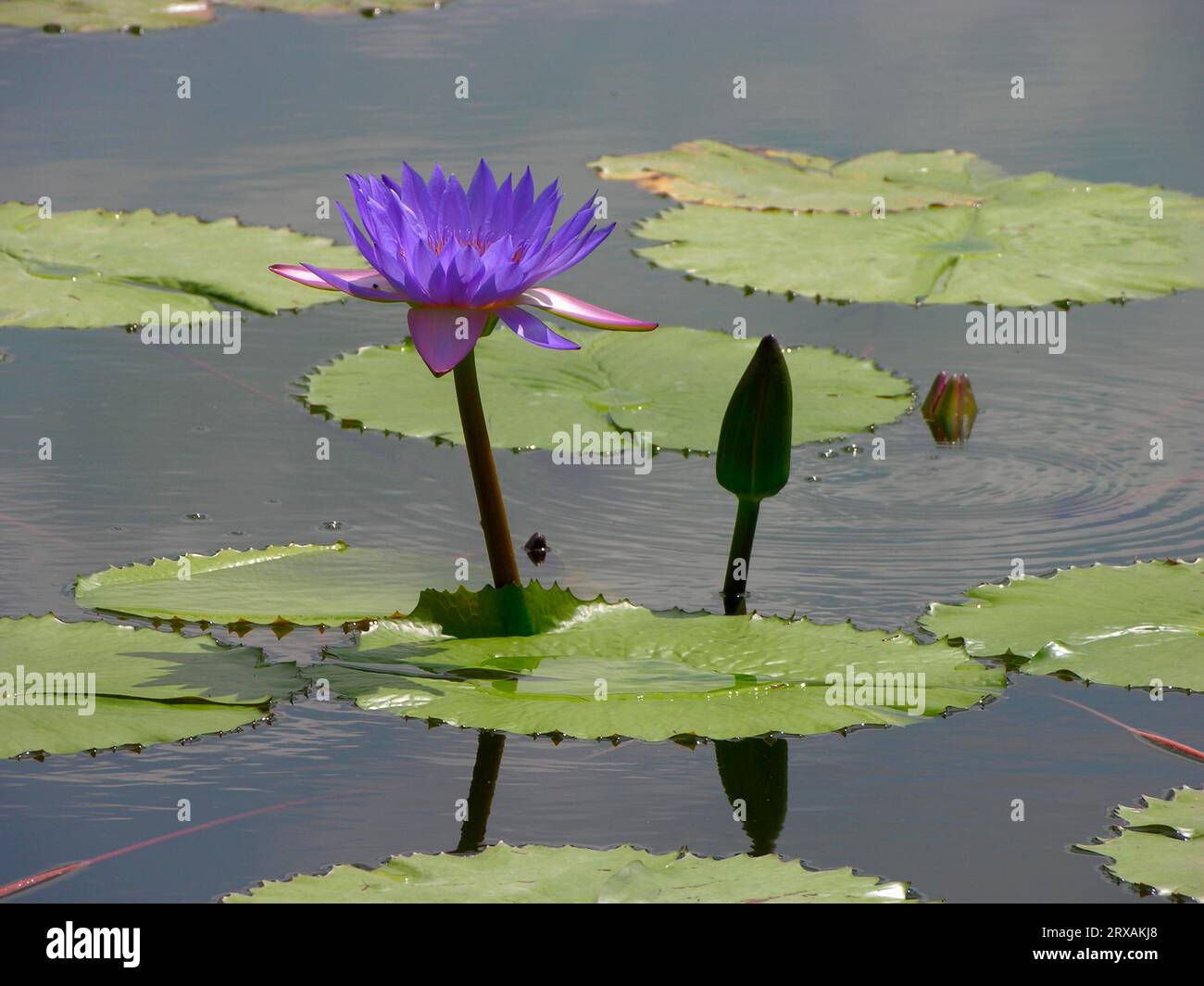 Water Lily, Nymphaea- Hybrid Tina Stock Photo