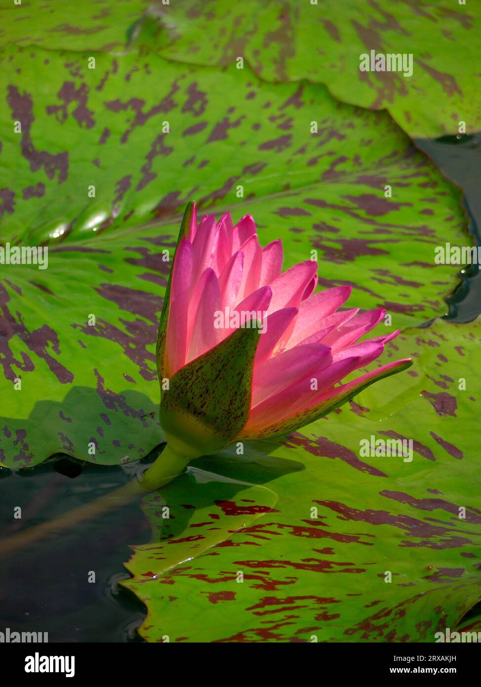 Water lily, Nymphaea- Hybrid Martin E. Randig Stock Photo