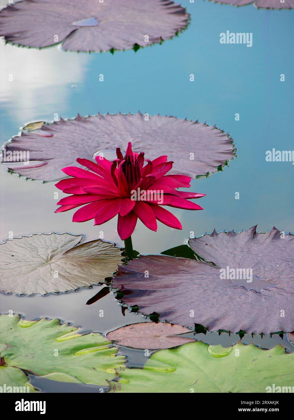 Water Lily, Nymphaea- Hybrid Red Flaire Stock Photo