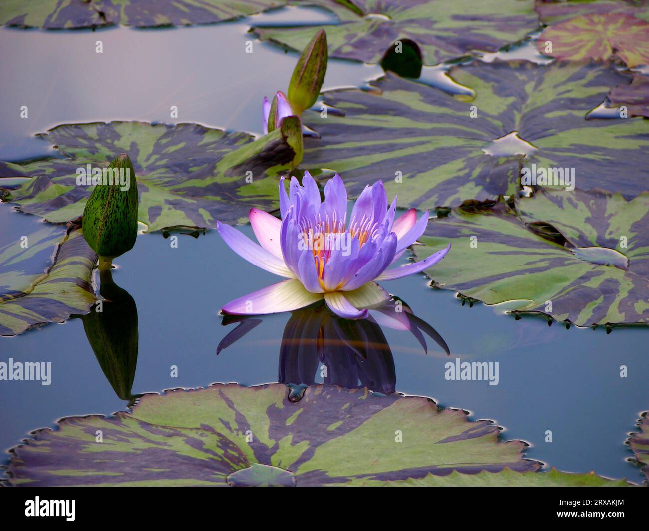 Water Lily, Nymphaea- Hybrid Leopardess Stock Photo