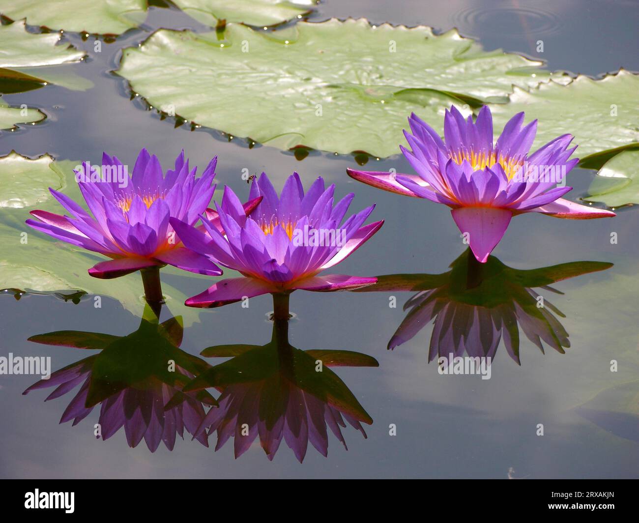 Water lily (Nymphaea) hybrid Pink Perfection, Wilhelma Zoological and Botanical Gardens, Stuttgart Stock Photo