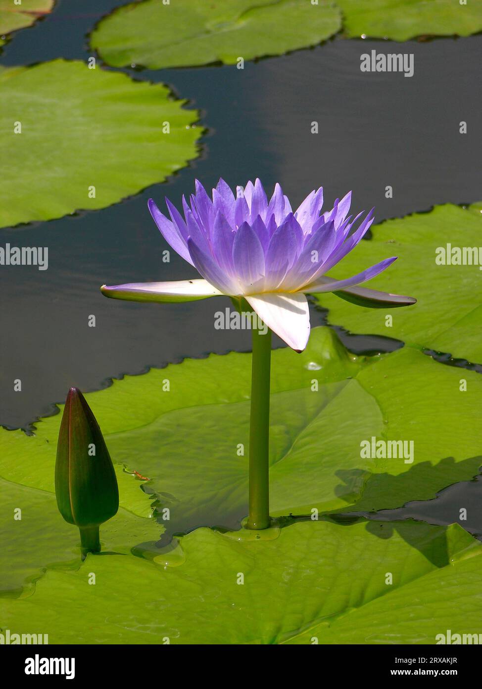Water lily (Nymphaea) hybrid Stock Photo