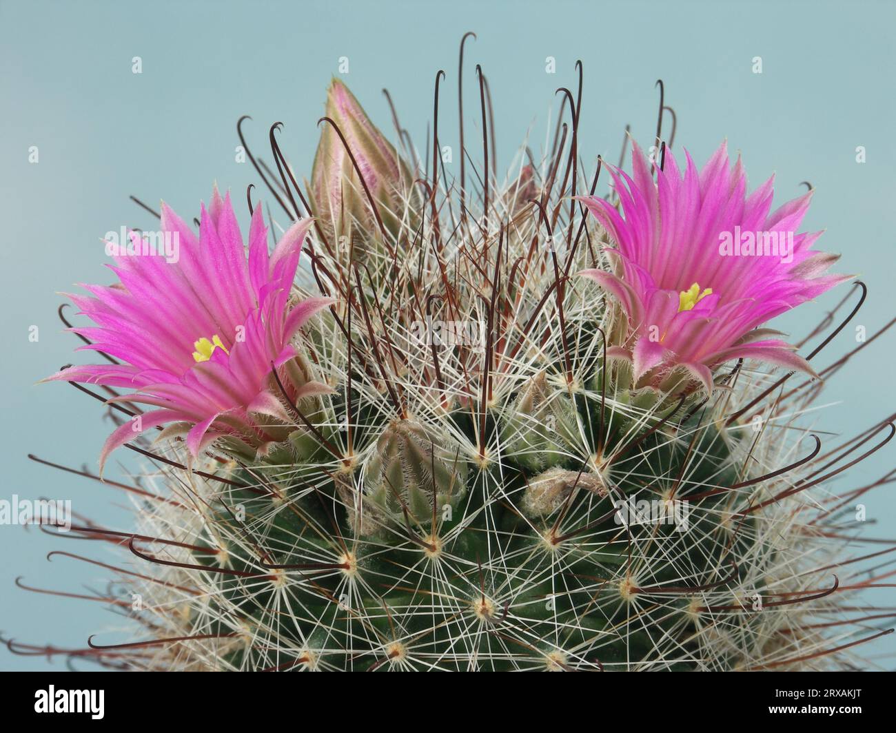 Nipple cactus (Mammillaria) meridiorosei SB3 Stock Photo - Alamy