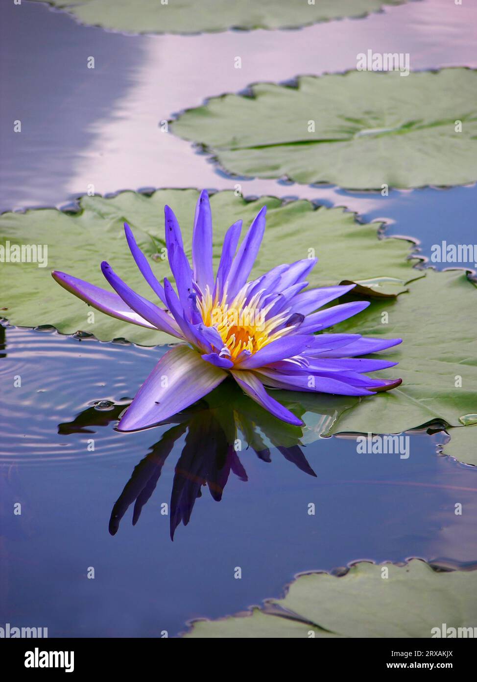 Water Lily, Nymphaea- Hybrid Blue Capensis Stock Photo