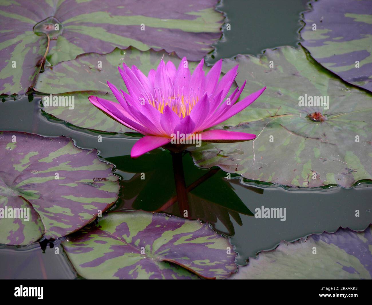 Water lily (Nymphaea) hybrid Queen of Siam, Wilhelma Zoological and Botanical Gardens, Stuttgart Stock Photo