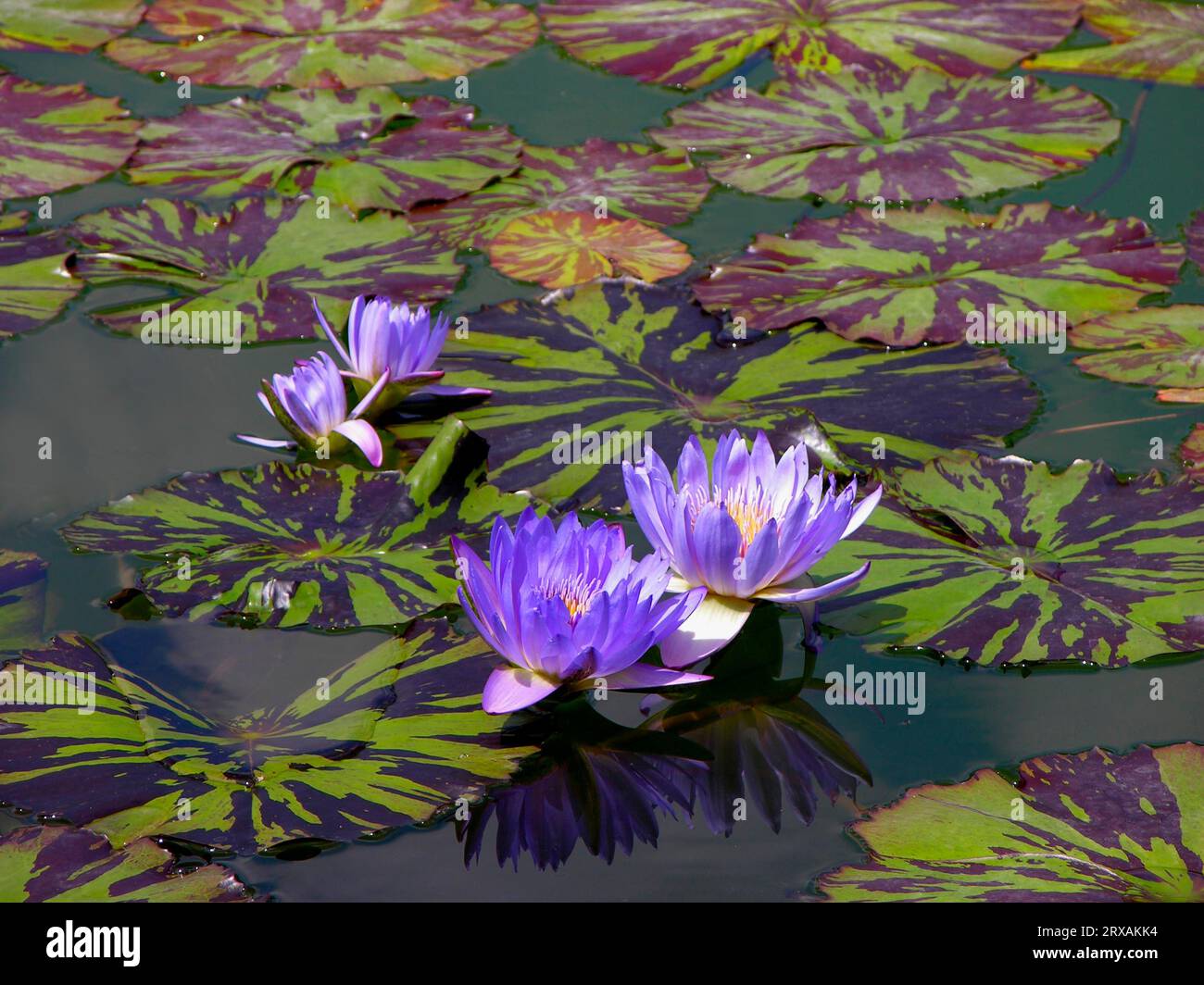 Water Lily, Nymphaea- Hybrid Leopardess Stock Photo