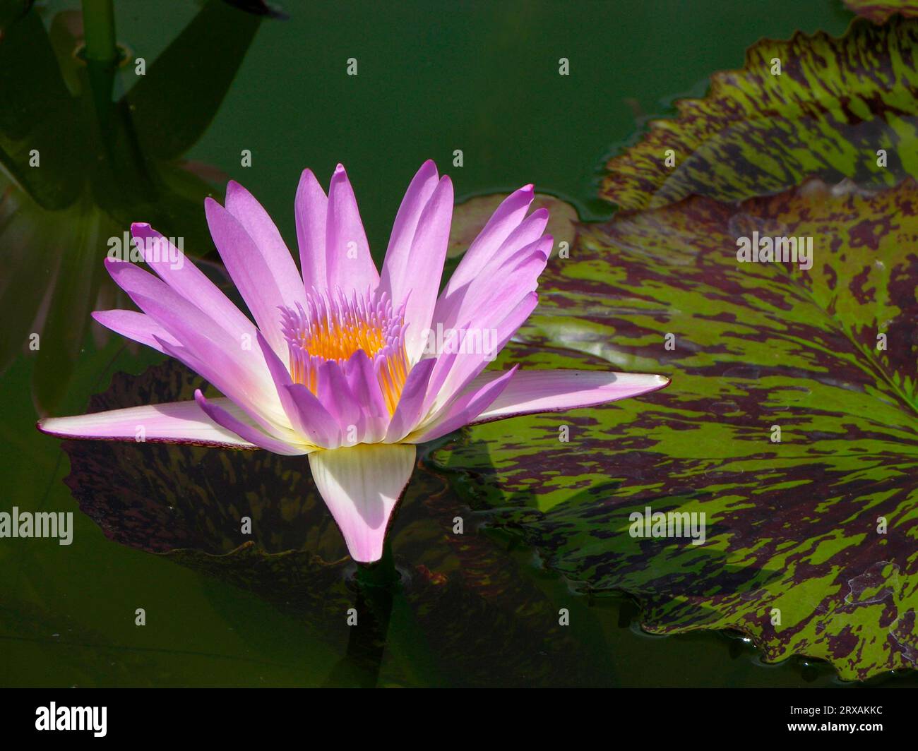 Water lily, Nymphaea- Hybrid Pink Perfection Tina, Zoological-Botanical Garden Wilhelma, Stuttgart Stock Photo
