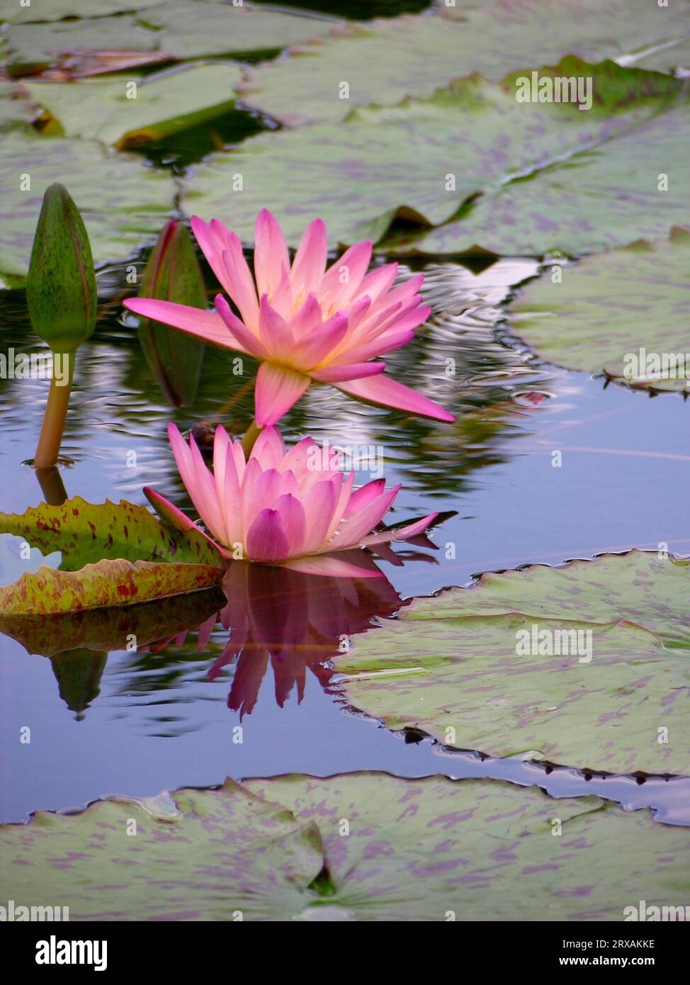 Water lily, Nymphaea- Hybrid Albert Greenberg Stock Photo