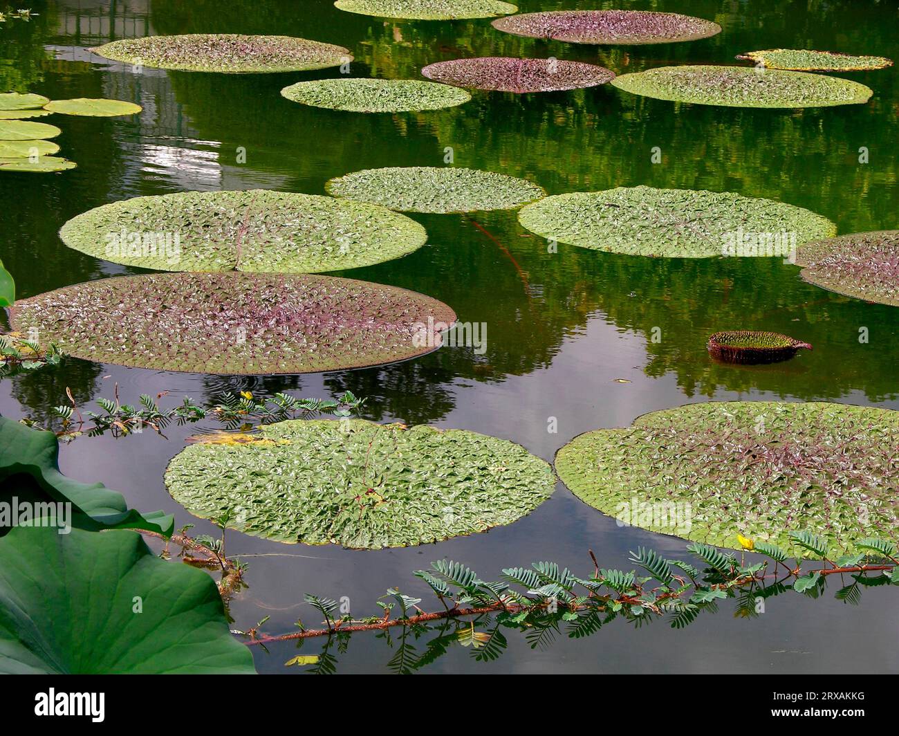 Wilhelma Zoological and Botanical Gardens, Stuttgart Exotic Water Lily Pond Stock Photo