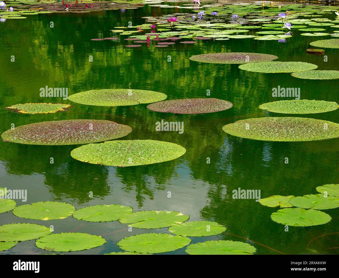 Water lily pond exotic Stock Photo