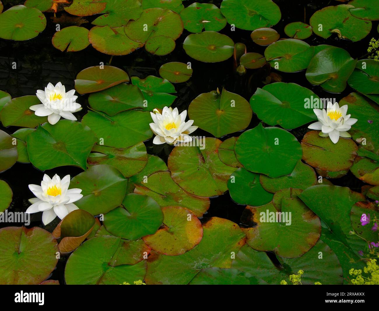 Nymphaea hybrid Gladstoniana Water lilies, european white water lily (Nymphaea alba) Stock Photo