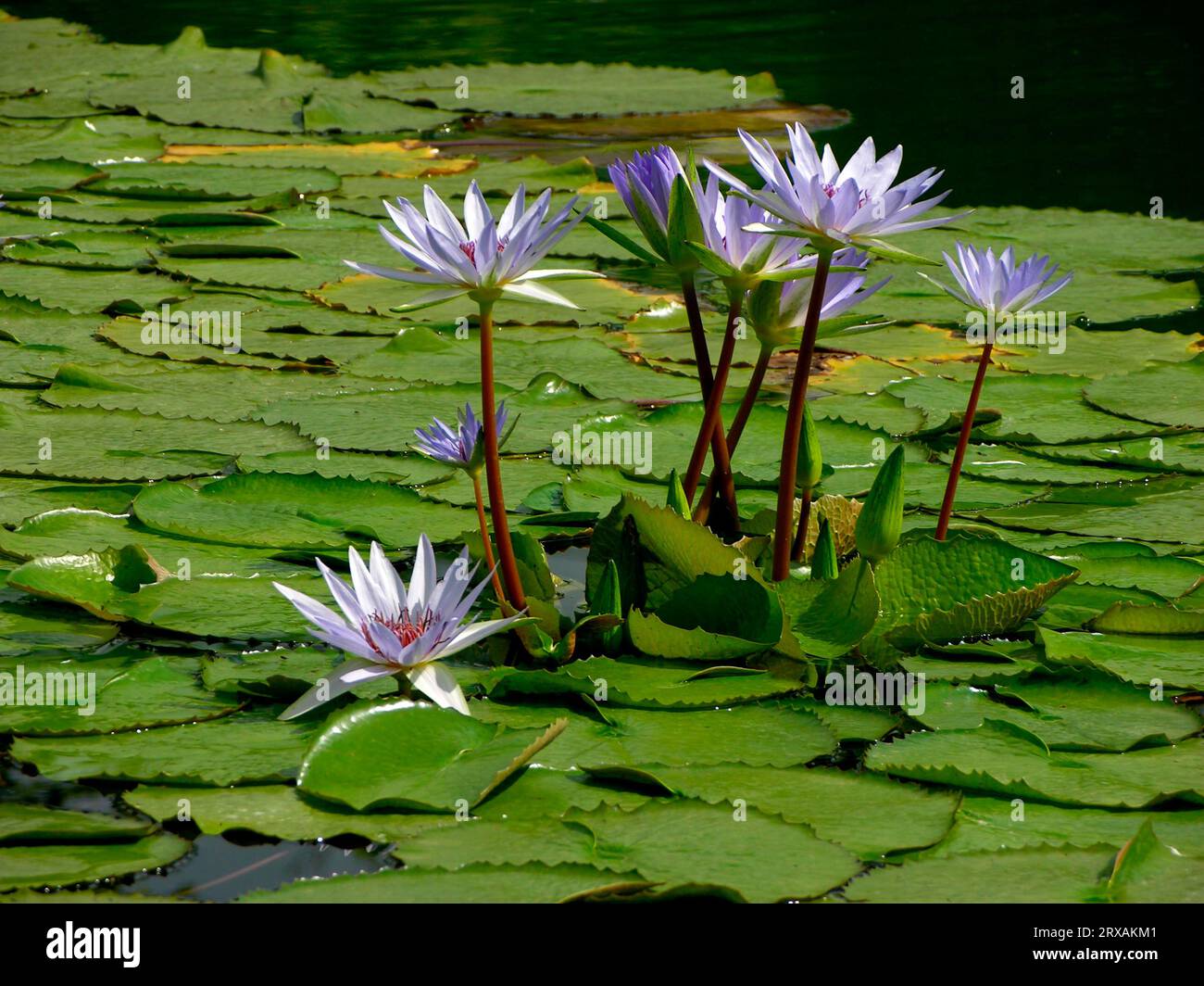 Water lily (Nymphaea) hybrid, Blue lotus, Wilhelma Zoological-Botanical Garden, Stuttgart Stock Photo