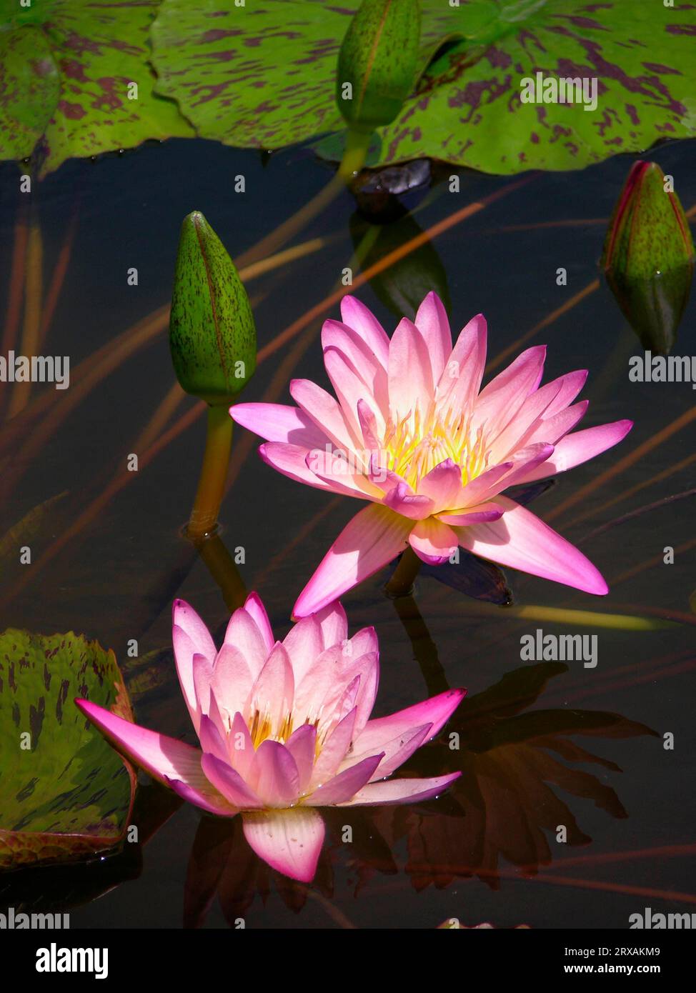 Water lily (Nymphaea) hybrid Stock Photo