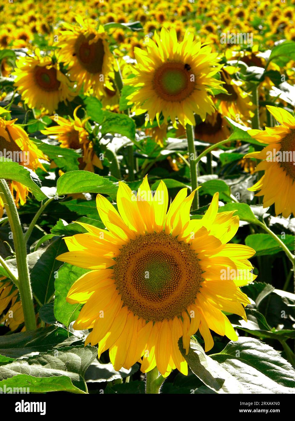 Sunflower (Helianthus annuus), sunflower, sunflower field, sunflower ...