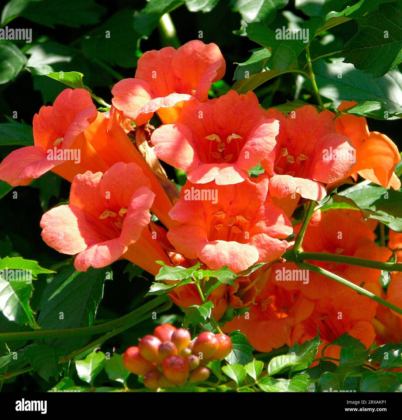 Orange Trumpet Creeper - Burke's Backyard