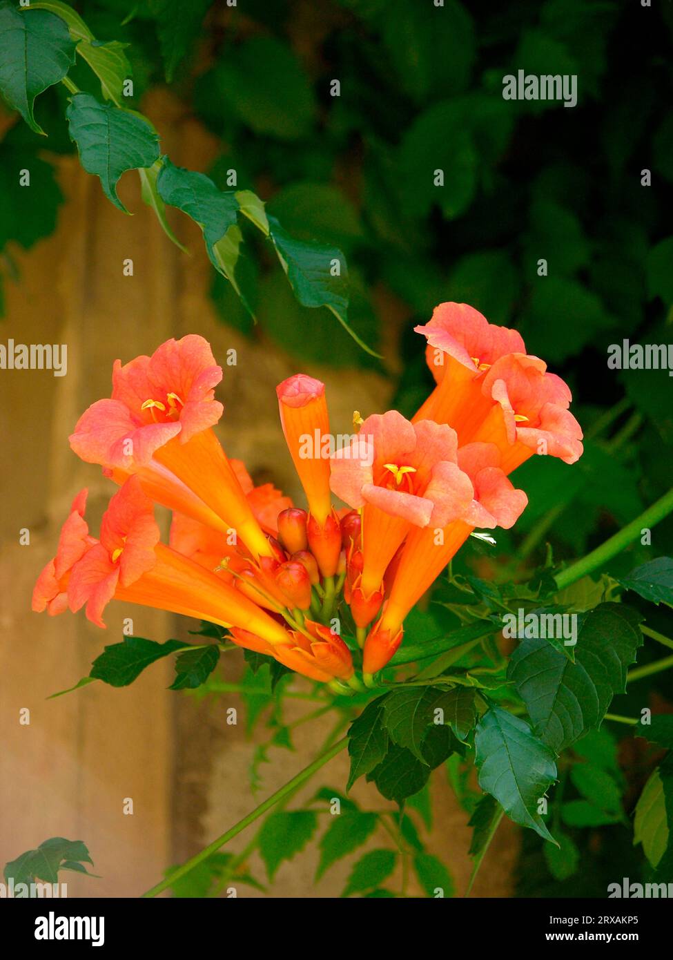 Trumpet vine (Campsis radicans), trumpet creepers (Campsis), also known