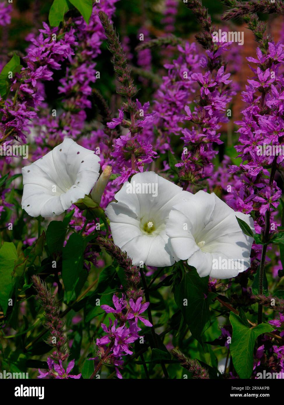 Larger bindweed (Calystegia sepium) (Syn .: Convolvulus sepium) with blood loosestrife, usual blood loosestrife (Lythrum salicaria), Fence winch real Stock Photo