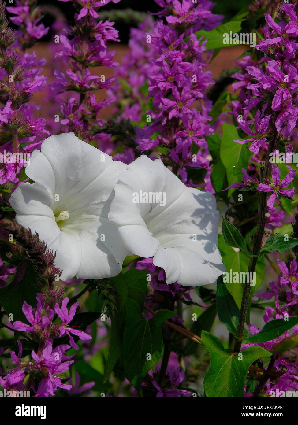 Larger bindweed (Calystegia sepium) (Syn .: Convolvulus sepium) with blood loosestrife, usual blood loosestrife (Lythrum salicaria), Fence winch real Stock Photo