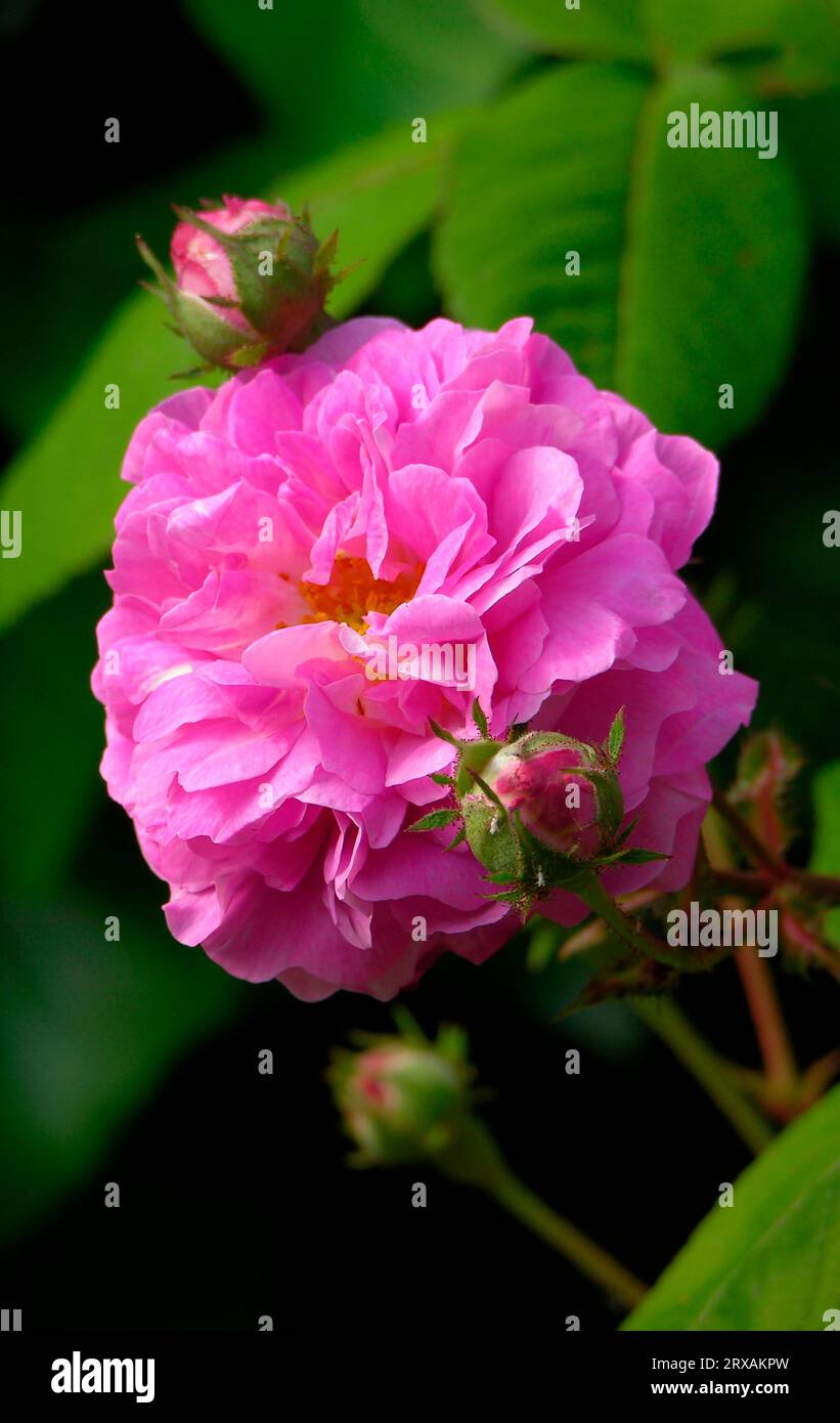 Climbing rose flower hi-res stock photography and images - Alamy