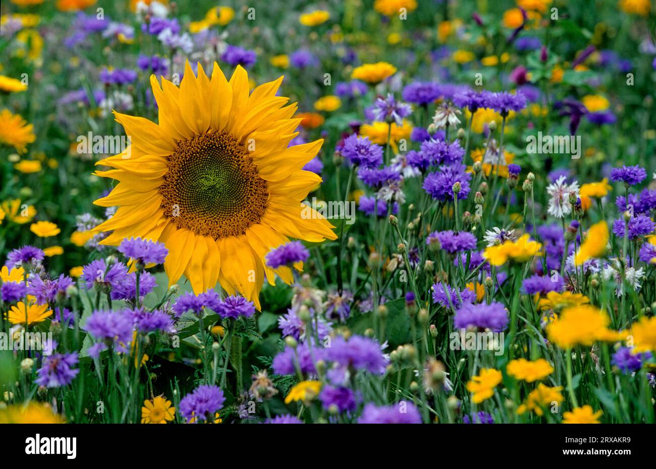 Sunflower in coloured flower meadow, wild flowers, field flowers, summer meadow, red mallow (Malva sylvestris) and cornflower (Centaurea cyanus) Wild Stock Photo