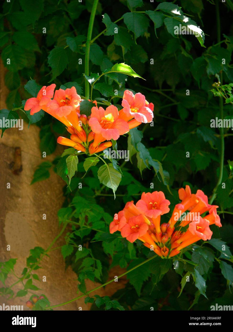 Trumpet vine (Campsis radicans), trumpet creepers (Campsis), also known