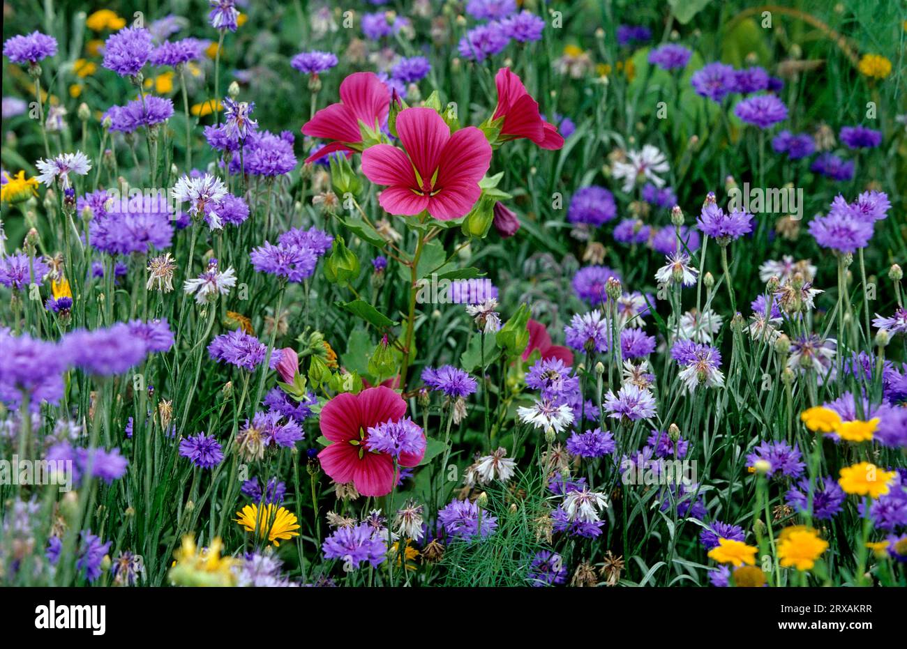 Coloured flower meadow, wild flowers, field flowers, red mallows (Malva sylvestris) and cornflowers (Centaurea cyanus) Wild mallow, large cheese Stock Photo