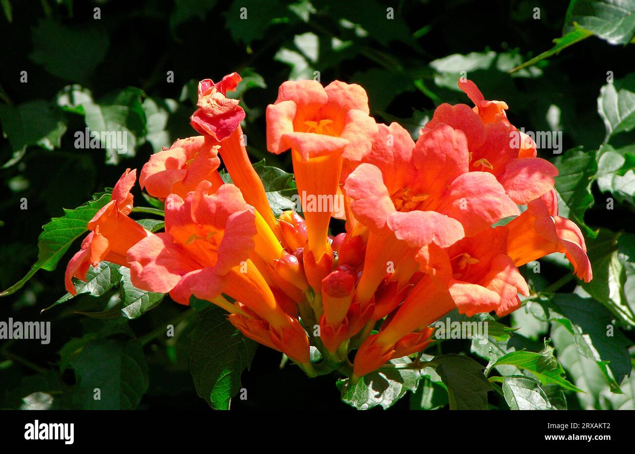 Trumpet vine (Campsis radicans), trumpet creepers (Campsis), also known