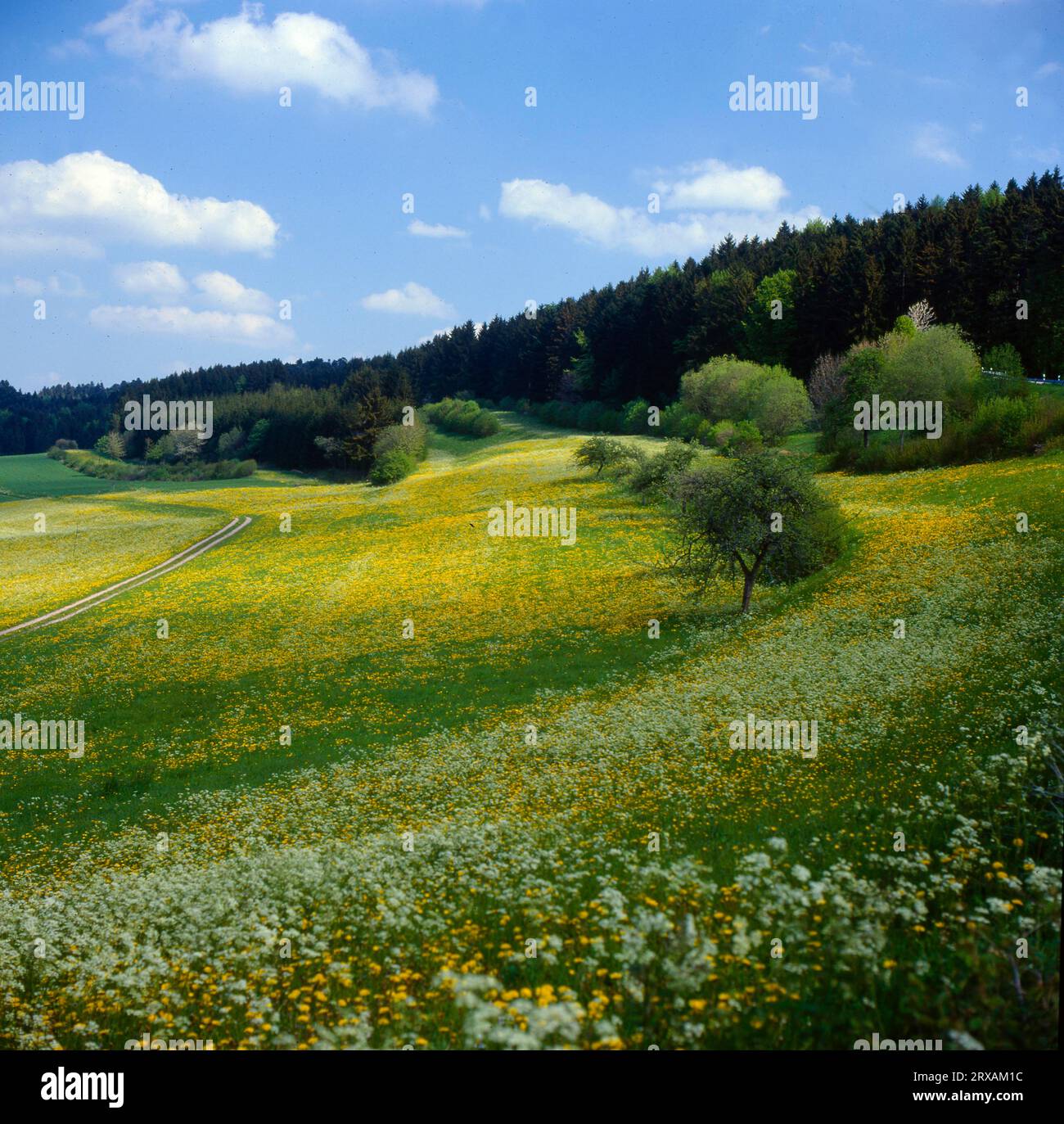 Baum in bunter Blumenwiese, Tree colored flower meadow, meadow south Black Forest Baden-Wuerttemberg Germany, Wiesenblumen, Suedschwarzwald Stock Photo