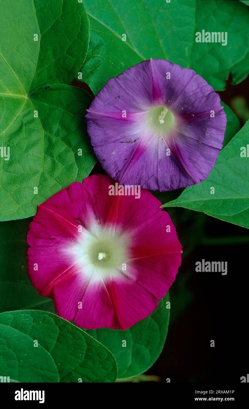 Bindweed, dwarf morning glory (Convolvulus tricolor Stock Photo - Alamy