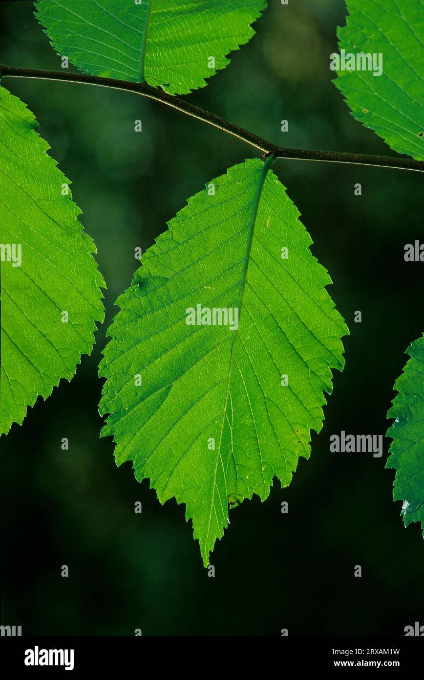 Wych elm (Ulmus glabra), leaf, foliage, Syn.: Ulmus scabra, Ulmus montana, Mountain elm, sheet Stock Photo