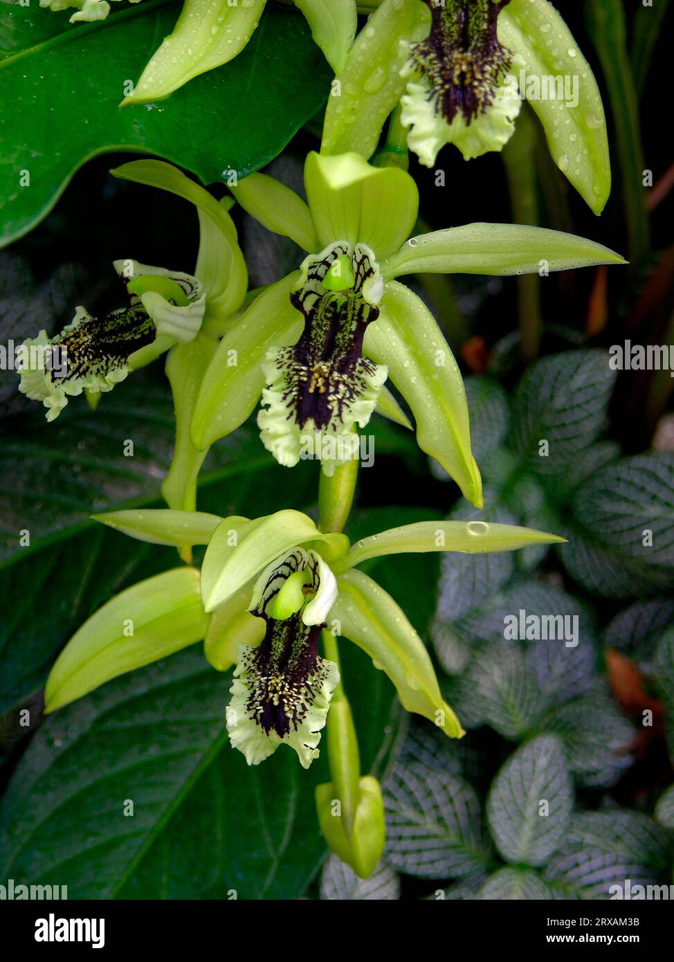 Hollow scar, Orchid, Coelogyne x burfordiense Stock Photo