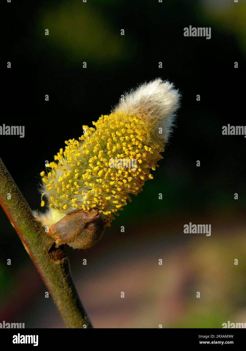 Catkins, flowering, goat willow (Salix caprea), Catkins, blossoming, Sal pasture Stock Photo