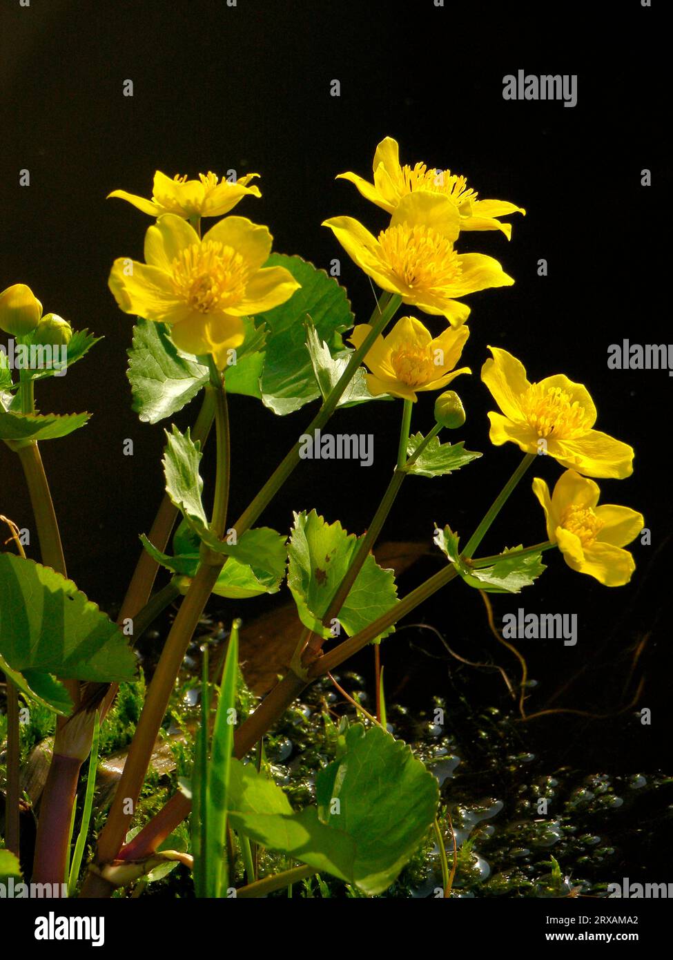 Marigold: Check in Buttercup Marigold: Check in Buttercup