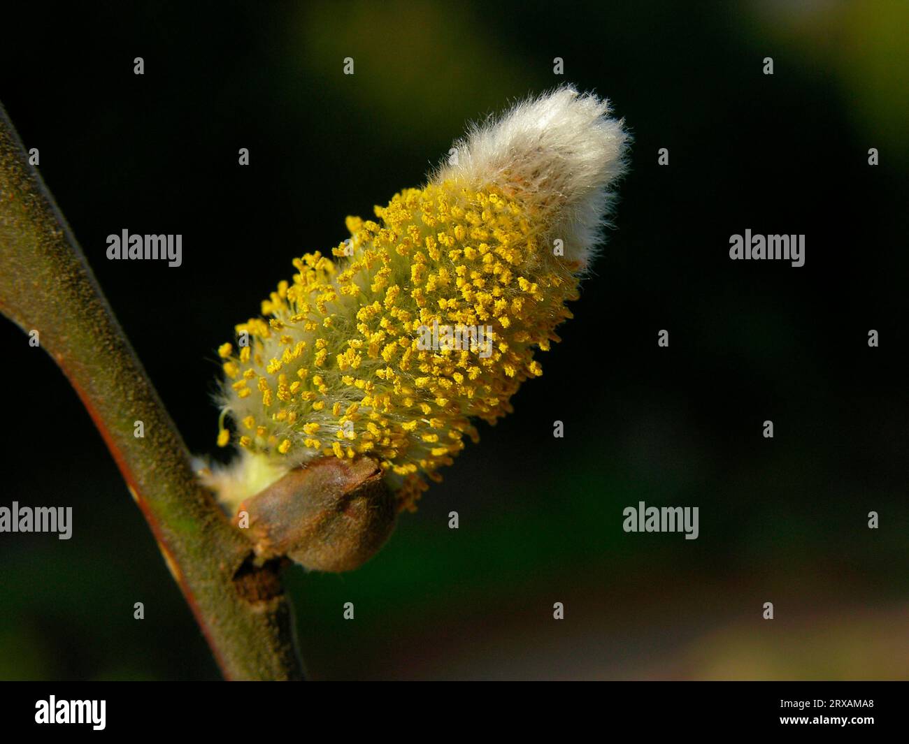Catkins, flowering, goat willow (Salix caprea), Catkins, blossoming, Sal pasture Stock Photo