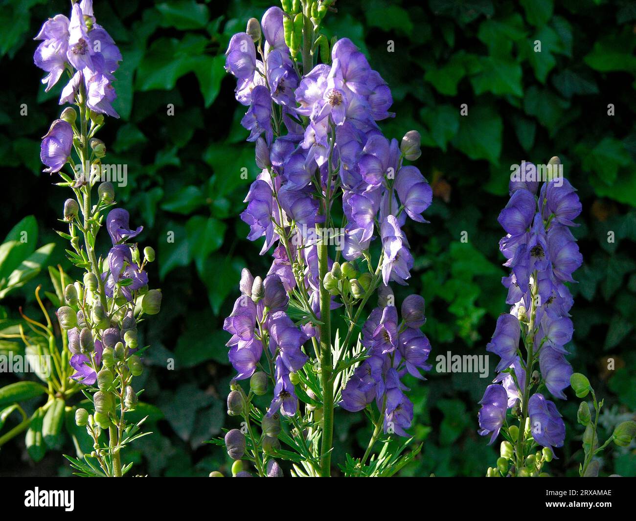 Wolfsbane (Aconitum x arendsii), blue monkshood (Aconitum napellus) also monk's, fisherman's or rider's cap, poison or storm hat or Venus chariot or Stock Photo