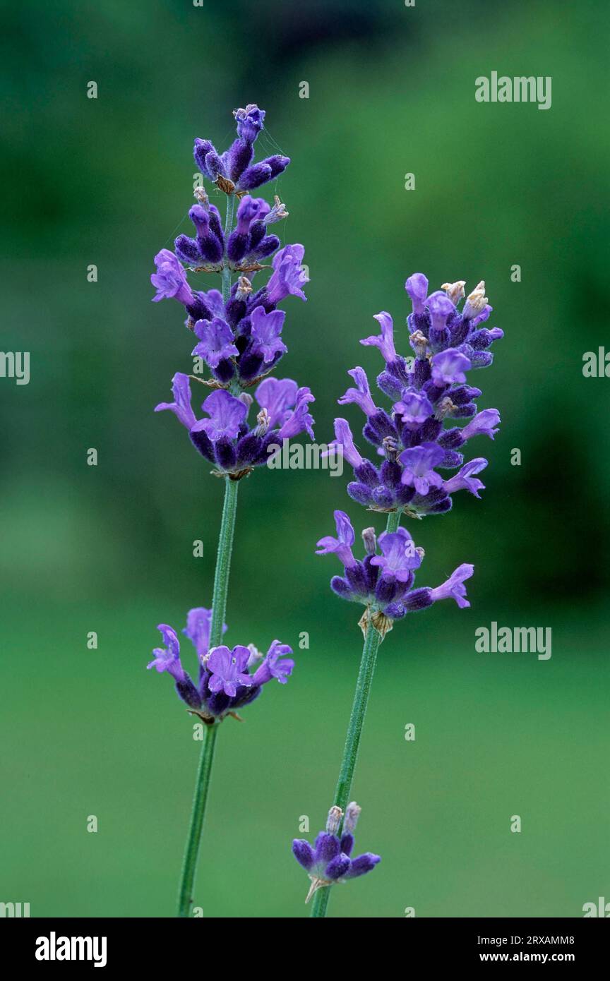 Common lavender (Lavandula angustifolia) Real lavender, Lavender blossom  Real lavenders Lavandula angustifolia Stock Photo - Alamy