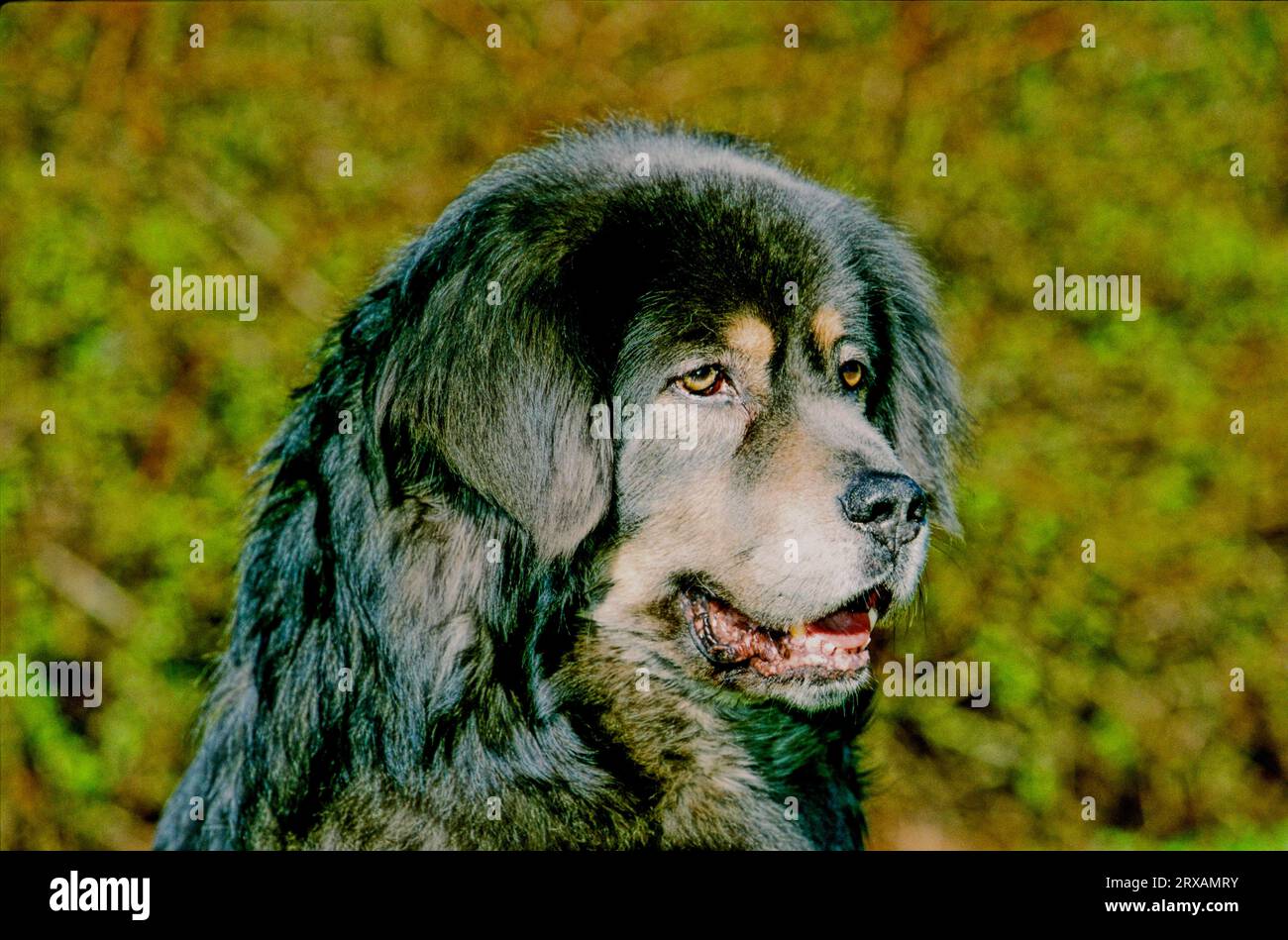 Do Khyi, Tibetan Mastiff, Tibetan Mastiff Stock Photo