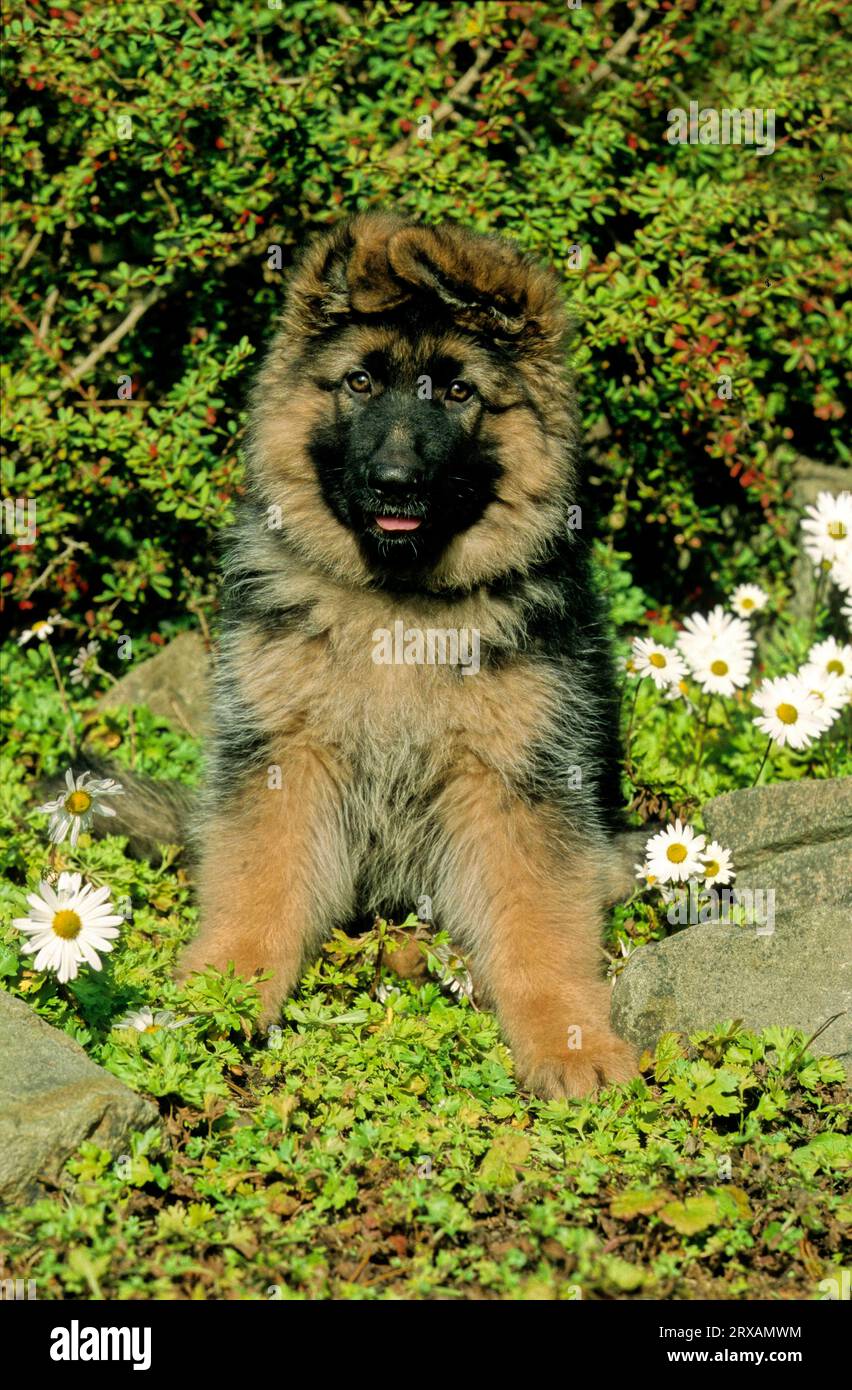Long hair alsatian hires stock photography and images Alamy — free download