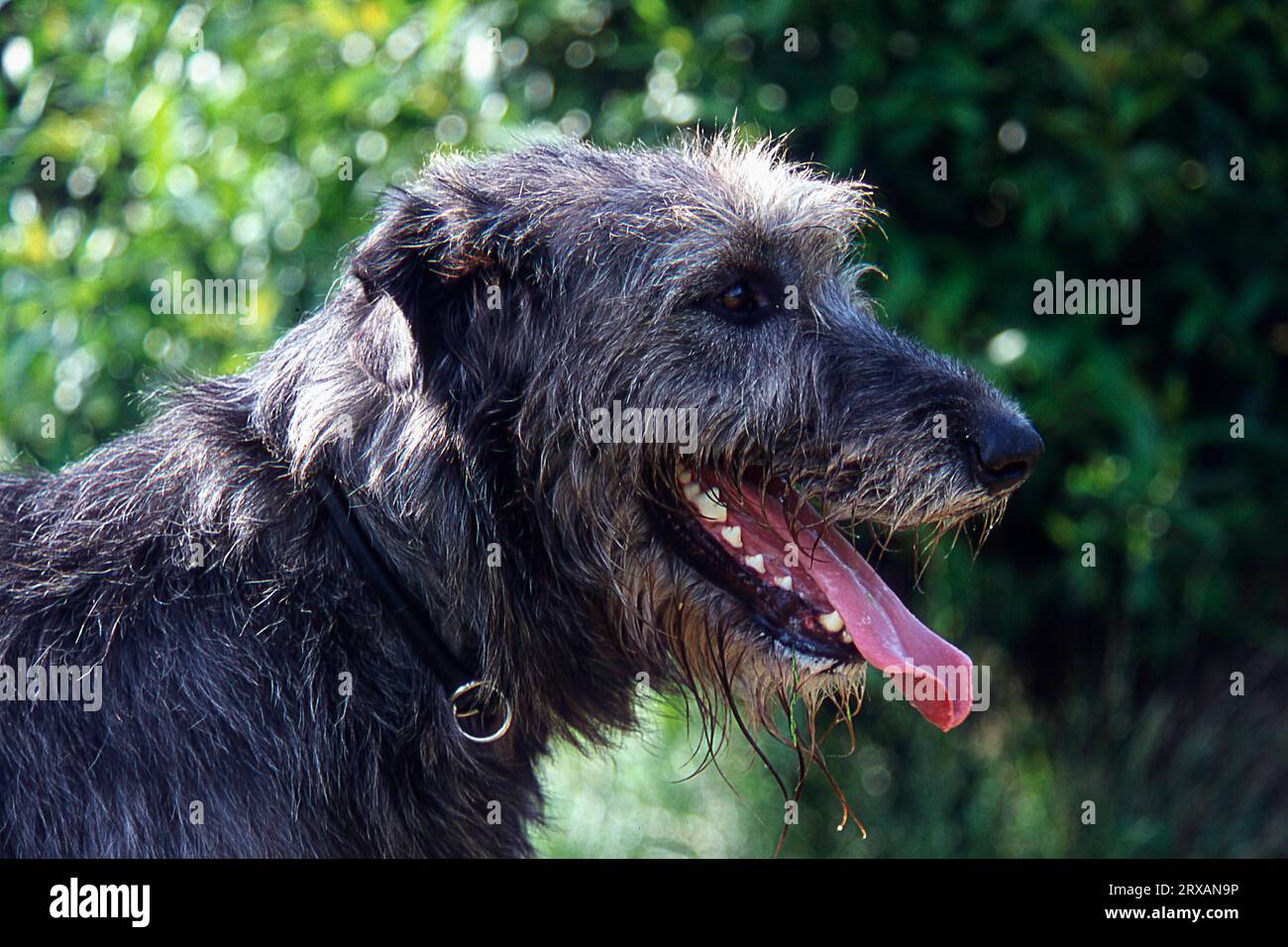 Male irish shops wolfhound